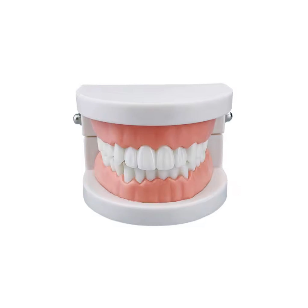 Dental Zahnmodell